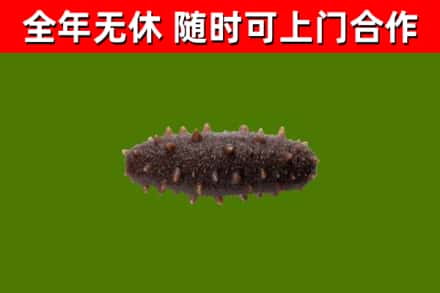 洛宁烟酒回收干海参.jpg